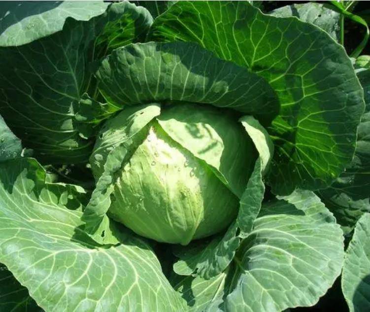 怎样做熏香干炒肉？