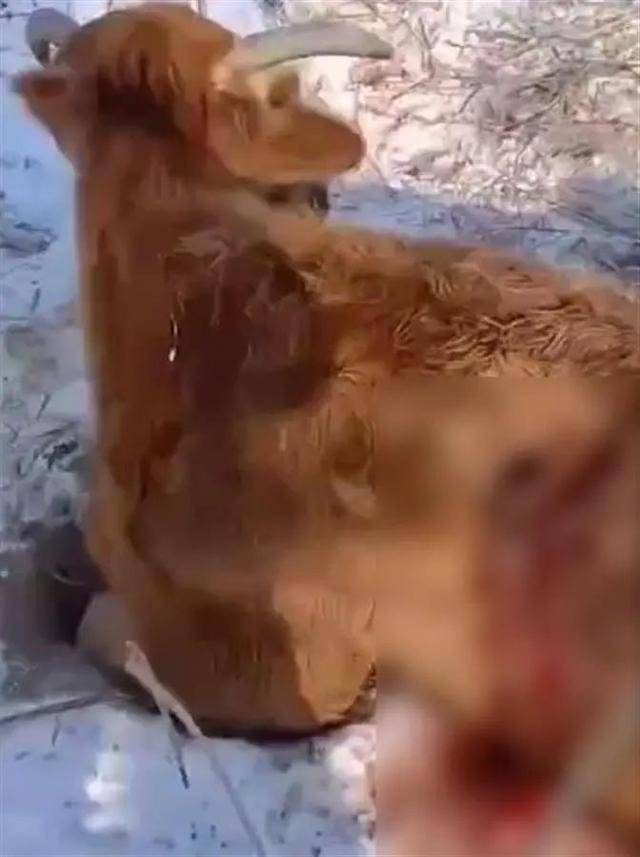 网传黑龙江林口县有牛被不明动物咬伤，当地发布“防虎须知”：非必要不入山